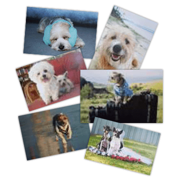 Doggie Rescue Greeting Cards Collage 2