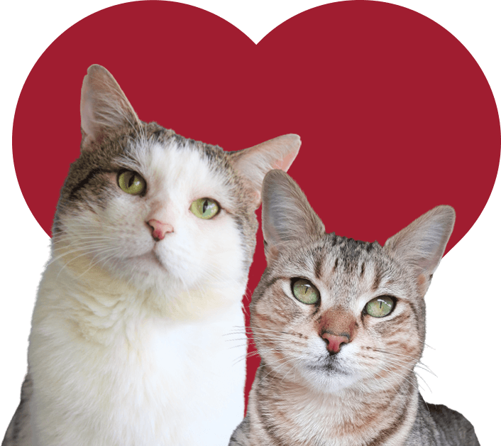 Heart Banner Bonded Cat Pairs