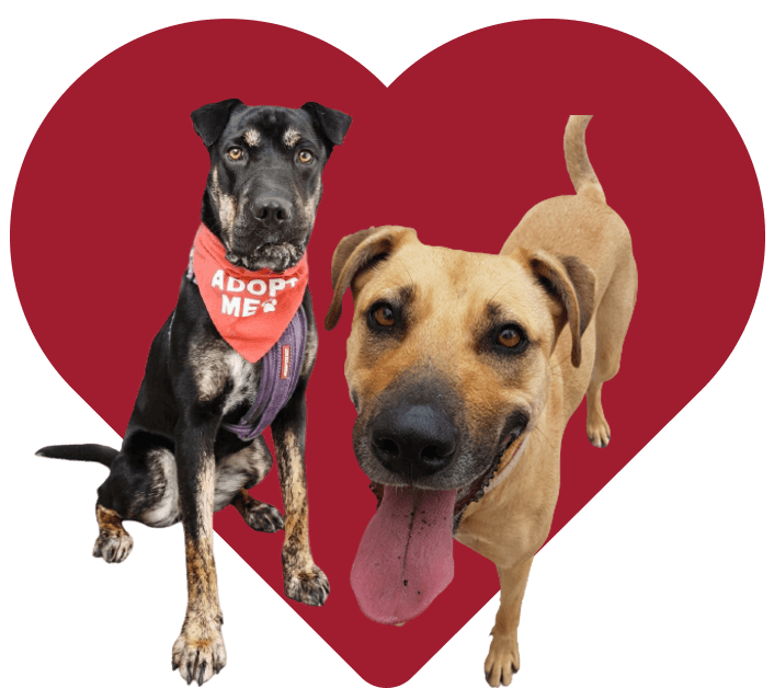 Heart Banner Bonded Dog Pairs