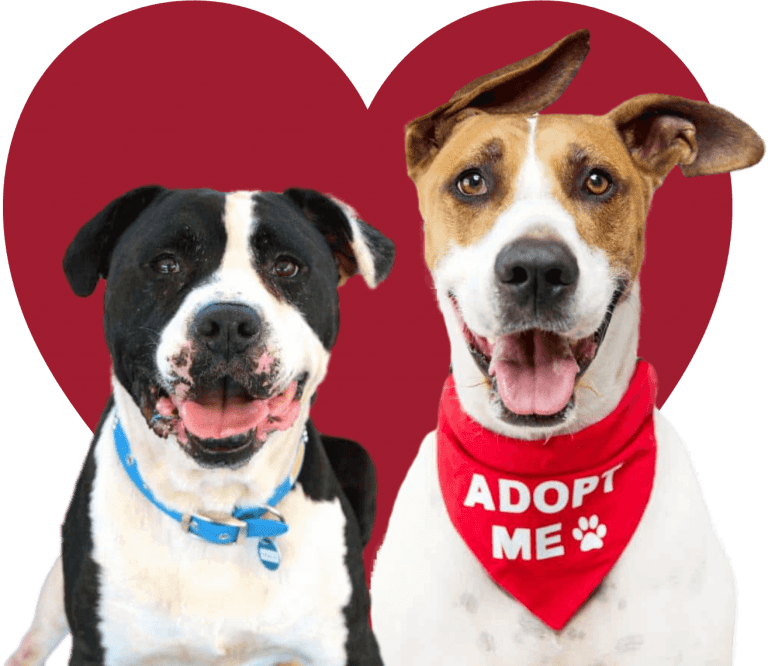 How to Adopt DoggieRescue