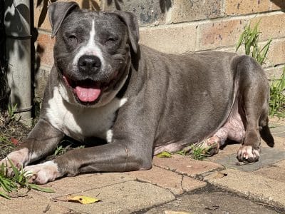 Pearl – DoggieRescue