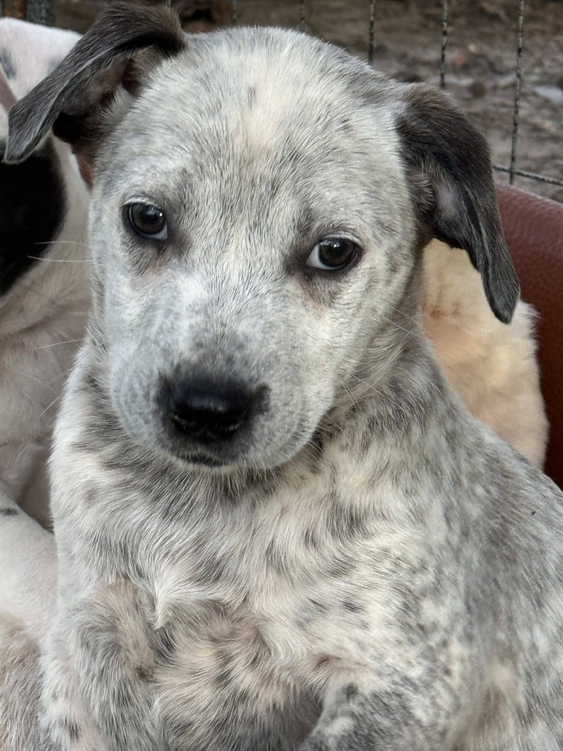 Cara Dog Rescue _ Welcome to Carolina Animal Rescue And Adoption – UYLJ