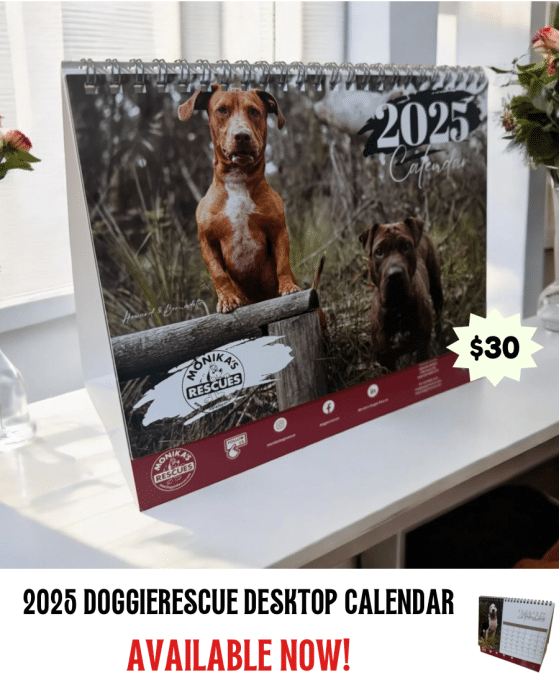 2025 Calendar Img 1