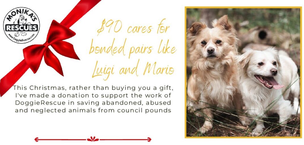 Christmas Vouchers $90 Bonded Dogs