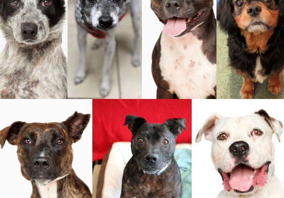 April 2022 - Dog Adoptions 2