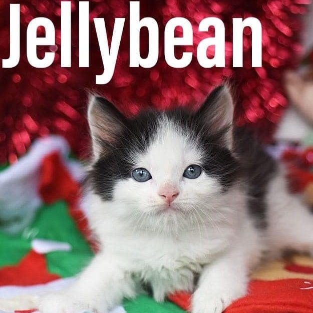 Jellybean1