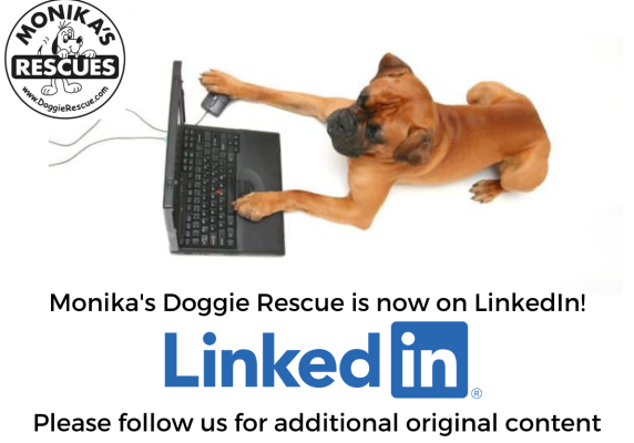 Monika's Doggie Rescue is now on LinkedIn!