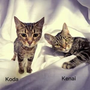 koda &amp; kenai