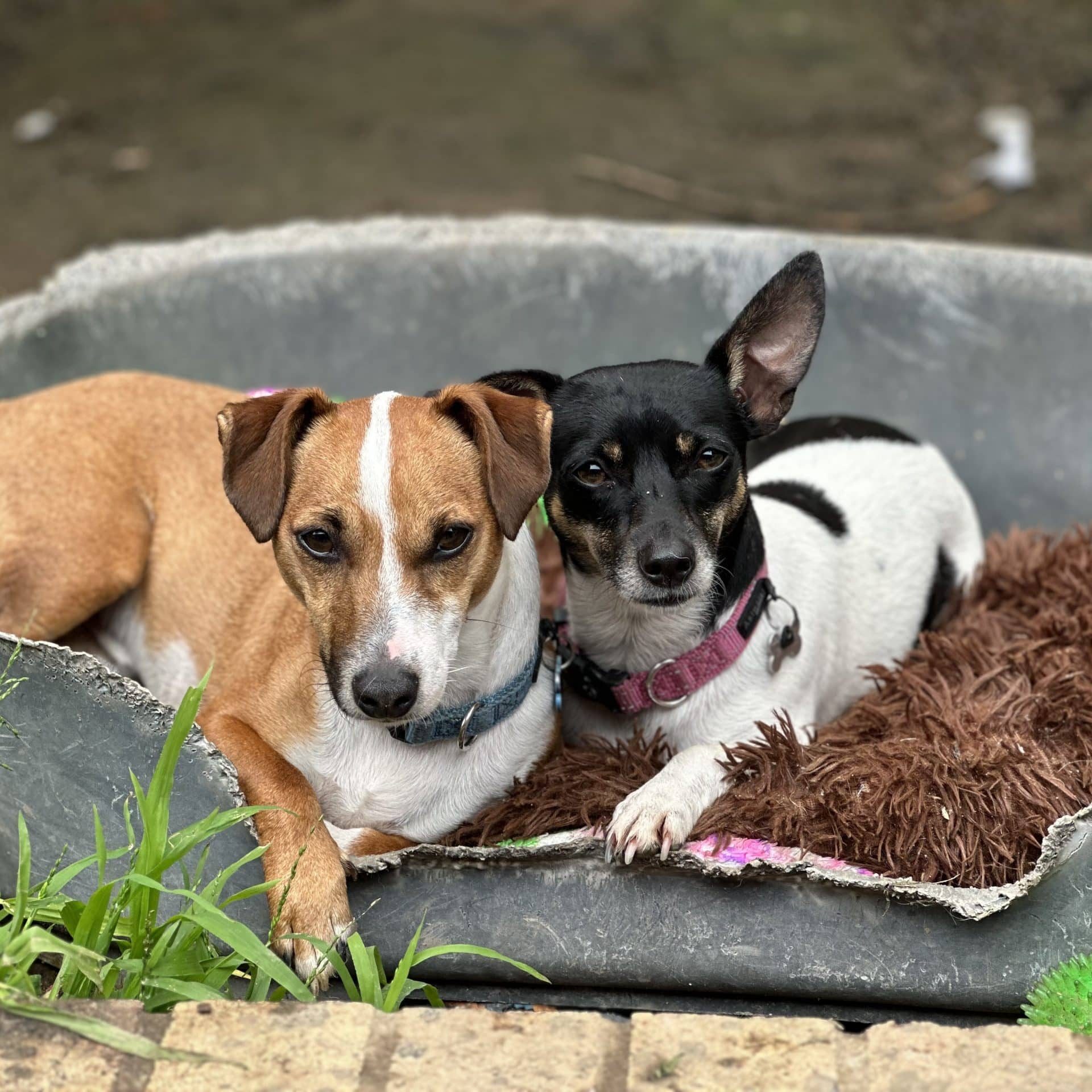 what does bonded pair mean for dogs