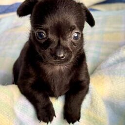 pancho (3)